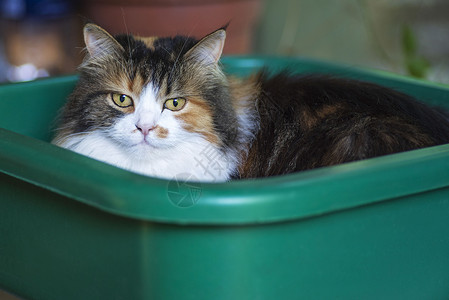 三只有色猫坐在绿色的盆子里洗衣服 Cat坐在塑料盆里 校对 Soup窗台房子毛皮盆地眼睛橙子哺乳动物三色猫咪猫科背景图片