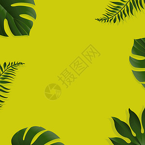 绿色背景 带热带树叶背景图片