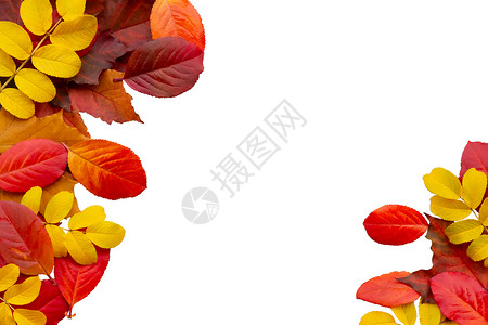 秋天问候语白背景上孤立的多彩秋秋叶叶边框背景