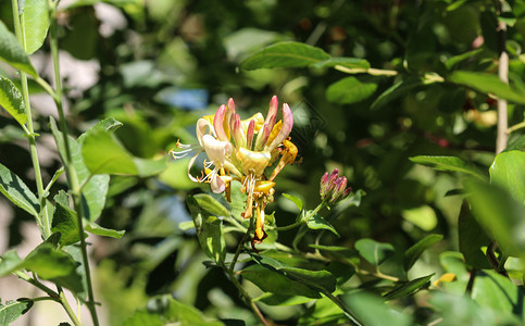 金银花花 俗名金银花 普通金银花 欧洲金银花或 woodbine 在夏季开花公园植物季节植物学花园木本紫色衬套植物群登山者背景图片