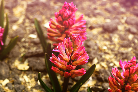 花园中的粉红色多色风信子东方 风信子  普通 荷兰或花园风信子 开着粉红色的花朵蓝色叶子植物蜜蜂植物学庆典季节园艺爱好花瓣背景图片