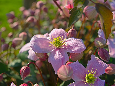 盛满的植物 充满着鲜亮的浅紫色花朵花园农村园艺草本植物生长季节花粉环境公园植物群背景图片