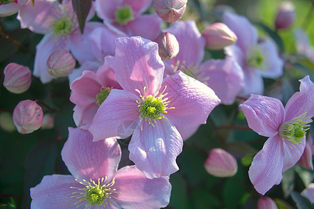 盛满的植物 充满着鲜亮的浅紫色花朵草地园艺草本植物花园花粉国家公园环境季节农村背景图片