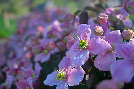 盛满的植物 充满着鲜亮的浅紫色花朵花粉公园季节植物群国家生长草本植物农村草地环境背景图片