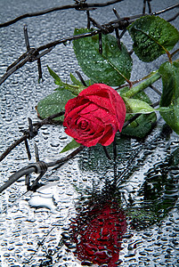 玫瑰和芭布电线玻璃树叶液体金属危险绿色背景图片