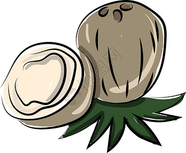 椰子肉椰子切成两半 插图 白色背景的矢量插画