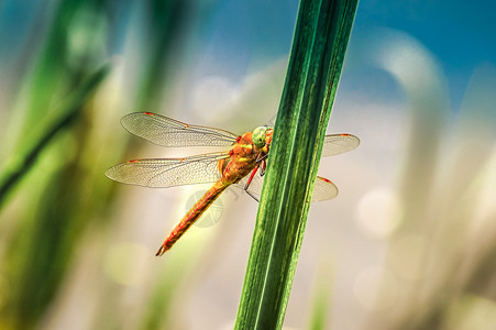 静坐在草地上 紧紧闭着直升机蓝色翅膀飞行生物学环境植物群黄酮池塘昆虫背景图片