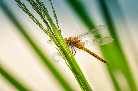 静坐在草地上 紧紧闭着翅膀生物学蓝色植物芦苇野生动物黄酮荒野直升机环境背景图片