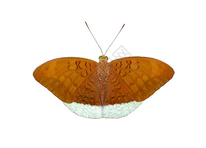 飞溅的蝴蝶图像男性常见耳蝴蝶的图像背景