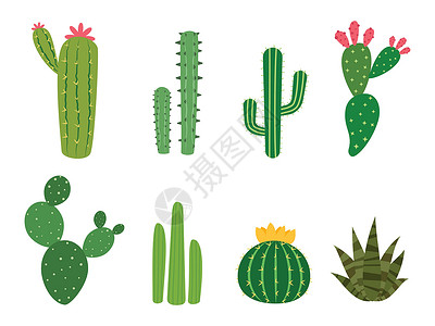可爱仙人掌植物Cactus 收藏矢量设置在白色背景上设计图片