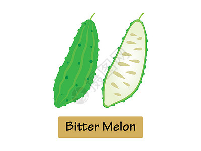 新鲜绿宝甜瓜矢量插图Bitter甜瓜在白色背景中被孤立设计图片
