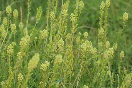 黄绿色的草黄色的月光花或野生的月光花芳香荒野菜科草本植物植物群花朵季节植物学植物黄绿色背景