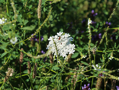 主教杂草其常用名称包括野胡萝卜 鸟巢 主教的蕾丝和安妮女王的蕾丝场地伞形植物群生长草地生态花园花瓣植物杂草背景