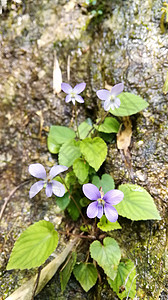 蓝羽花在阳光下盛开花园植物蓝色绣球花紫色绿色背景图片