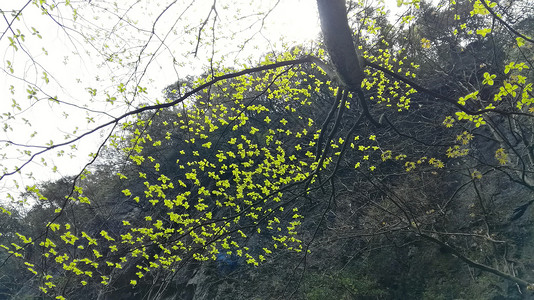 蓝羽花在阳光下盛开绣球花绿色花园蓝色紫色植物背景图片