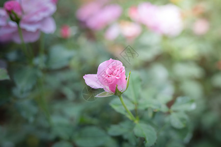 小花园里玫瑰盛开花园里的玫瑰花绿色树叶植物群粉色花瓣日光情人玫瑰背景