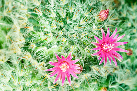 花园里热粉红色紫色花朵的大型封闭宏观沙漠热带植物群植物杂交种脊柱仙人球背景图片
