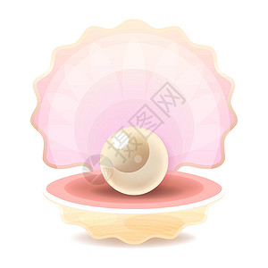牡蠣美丽的天然开放珍珠贝壳特写逼真的单个有价值的对象图像 Vecto展示礼物海洋辉光宝石新娘牡蛎宝藏插图母亲设计图片