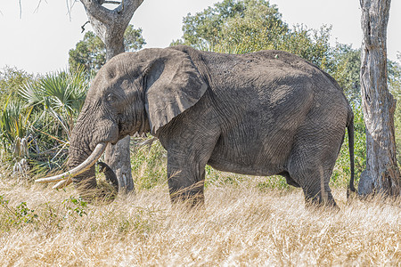 非洲大象 非洲Loxodonta公司 牧场高清图片