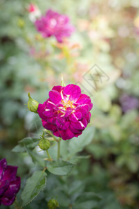 花园里的玫瑰花花瓣情人植物群粉色绿色树叶玫瑰日光背景图片