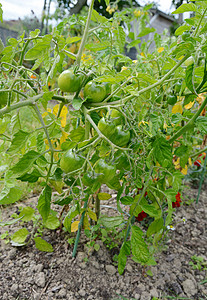 红警报西红柿在番茄厂种植背景图片