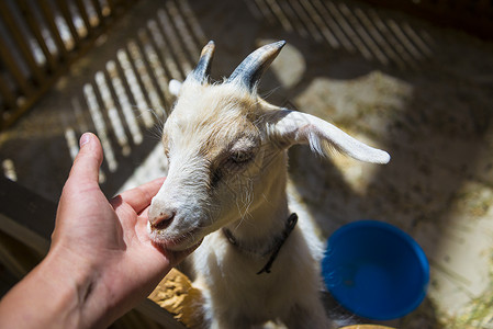 山羊正在接近小白山羊国家农场毛皮喇叭动物农村牧场家畜喂养婴儿背景