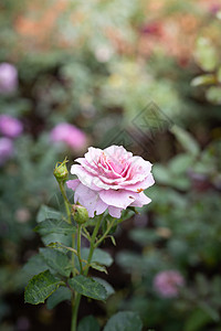花园里的玫瑰花情人绿色树叶日光植物群花瓣粉色玫瑰背景图片