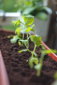 芝麻菜植物移植向日葵高清图片