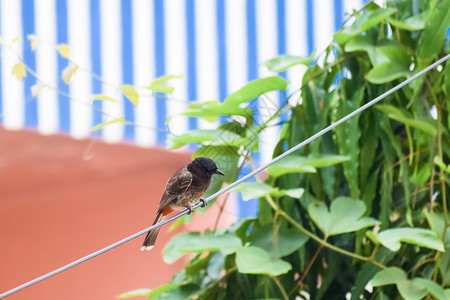 忍者之印八哥 雀形目八哥鸟类 美丽而非常小 在电线中发现 Bulbul Myna Sparrow Pigeon 和 Babbler 是印背景