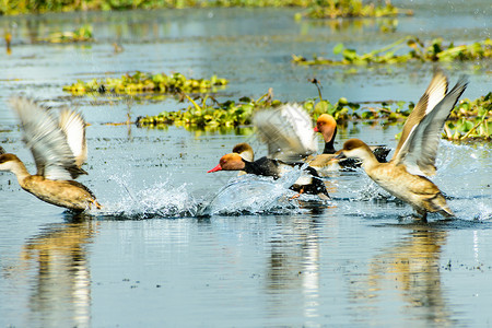 一群迁徙的红冠潜鸭在湖上飞翔 在鸟类保护区印度的水鸟中发现的淡水和沿海鸟类 鸟类生活的天堂运动多样性海鸥团结生物火烈鸟濒危旅游河背景