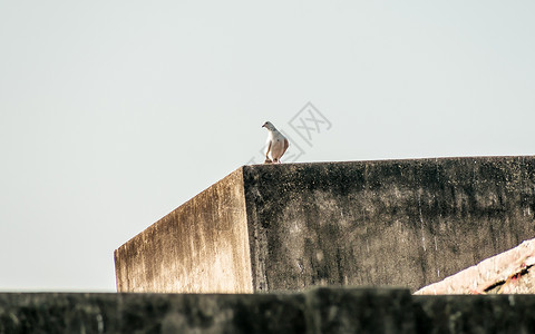 扇尾鸽一只小雪白扇尾和黑色斑点羽毛鸽 一只坐在房子屋顶上的浮标鸟动物濒危住宅日落蜂鸟捕蝇器场景物种生物观点背景