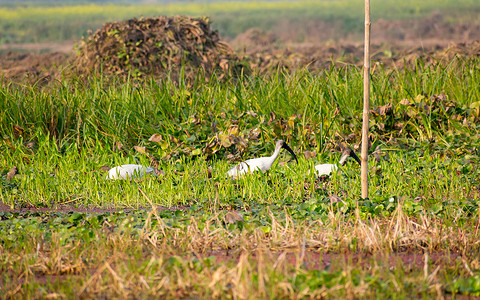 一群小白鹭 在印度西孟加拉邦尼奥拉谷国家公园发现的小白鹭 鹭科鹭科的一种 常见于湿地湖泊河流和河口渔村时间水鸟野生动物鸟群动物风背景图片