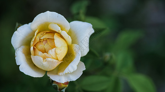 在黄昏的花园里 有选择性地 集中了一丝柔软的轻光黄色德克萨斯州玫瑰花朵绿色创造力花朵焦点背景图片