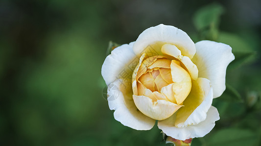 在黄昏的花园里 有选择性地 集中了一丝柔软的轻光黄色德克萨斯州玫瑰花朵绿色焦点花朵创造力背景图片