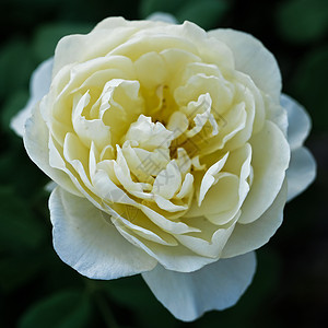 在黄昏的花园里 有选择性地 集中了一丝柔软的轻光黄色德克萨斯州玫瑰花朵创造力绿色焦点花朵背景图片