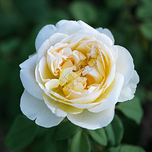 在黄昏的花园里 有选择性地 集中了一丝柔软的轻光黄色德克萨斯州玫瑰花朵绿色创造力焦点花朵背景图片