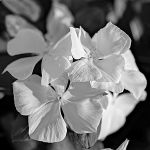 黑色和白色的花朵在黄昏的得克萨斯花园拍摄的有选择性焦点 柔软 微妙 黑色和白色鲜花照片背景