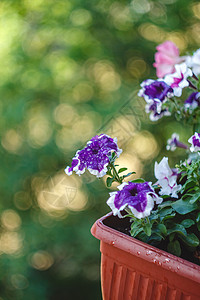 矮牵牛在阳光下的阳台上的花盆里开着红色 粉红色 紫色 白色的花朵季节牵牛花植物群花园杂交种园艺植物学花瓣植物生长背景图片
