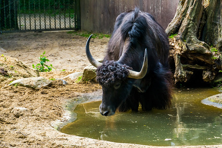 喜玛朗雅山脉在水坑里洗澡的野牛 热带来自亚洲海拉拉雅山脉的牛群种地背景