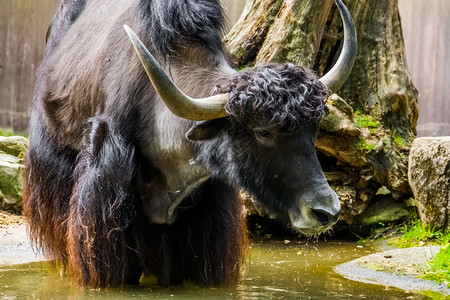 站在水坑里的一只野牛被紧闭 从亚洲的羊圈里取出热带牛群背景