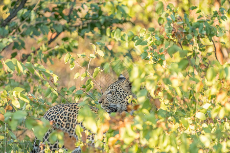 豹 豹 豹 躲在拖木丛后面看背景图片