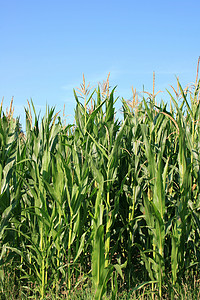 阿克尔背景为蓝天的可收割玉米田饲料农业场地坚果天空作物植株经济水果绿色背景