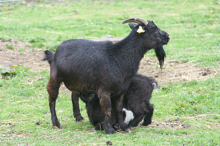 黑山羊 与幼崽的坚果图片素材