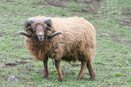 荣格美丽稀有品种的绵羊 Sch�背景