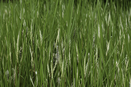 比勒杰天然绿色草原田野特写 Fram背景