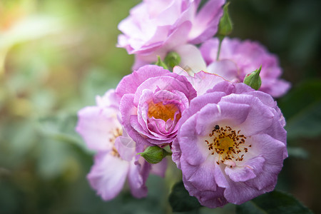花园里的玫瑰花情人玫瑰绿色树叶植物群花瓣粉色日光背景图片