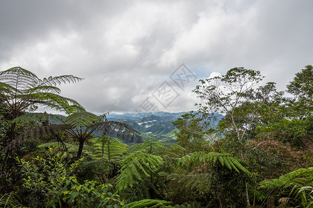 卡梅伦高地马来西亚热带雨林和树生树木高清图片