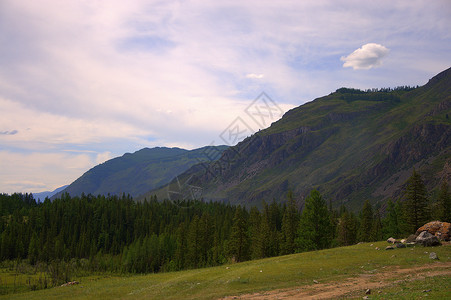 山坡 高山背景上林林密不可分的山坡高清图片