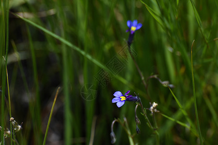 草地中的蝴蝶Lobelia花朵(十进制)高清图片
