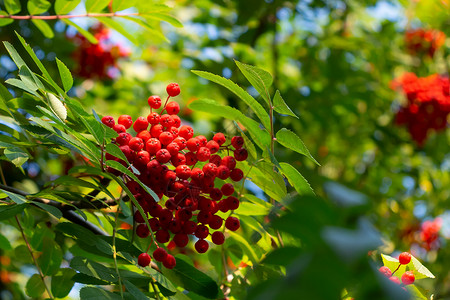 夏末在一棵树上撕红红色的连排龙植物叶子生长团体山灰绿色衬套照片花梨木药品背景图片